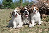 SAINT BERNARD 003